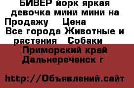 БИВЕР йорк яркая девочка мини мини на Продажу! › Цена ­ 45 000 - Все города Животные и растения » Собаки   . Приморский край,Дальнереченск г.